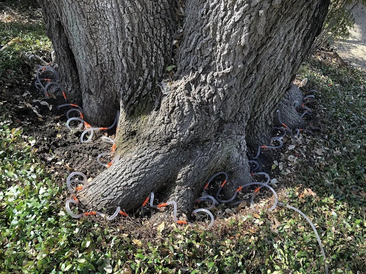 Detailed Tree Cabling and Bracing job site in Cale