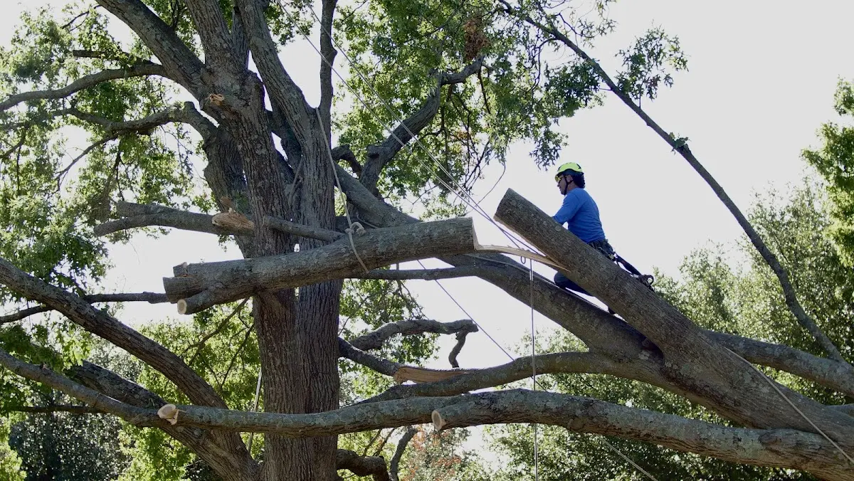 Professional Crown Thinning performed by certified arborists in Cale
